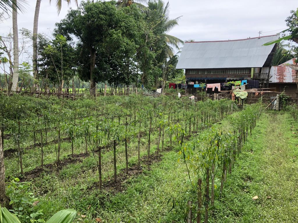 Ladang pertanian/ perkebunan merupakan salah satu sumber penghasilan masyarakat.